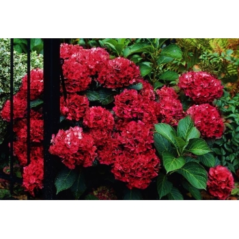 Hortensja ogrodowa RED BARON czerwona